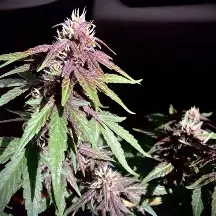 Pink Kush CBD 30:1 Auto