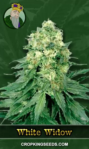 White Widow