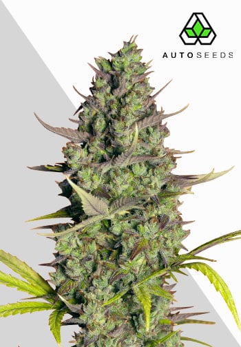 Wedding Cake Auto Feminised