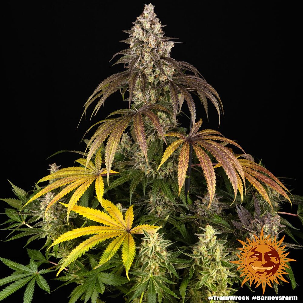 Trainwreck