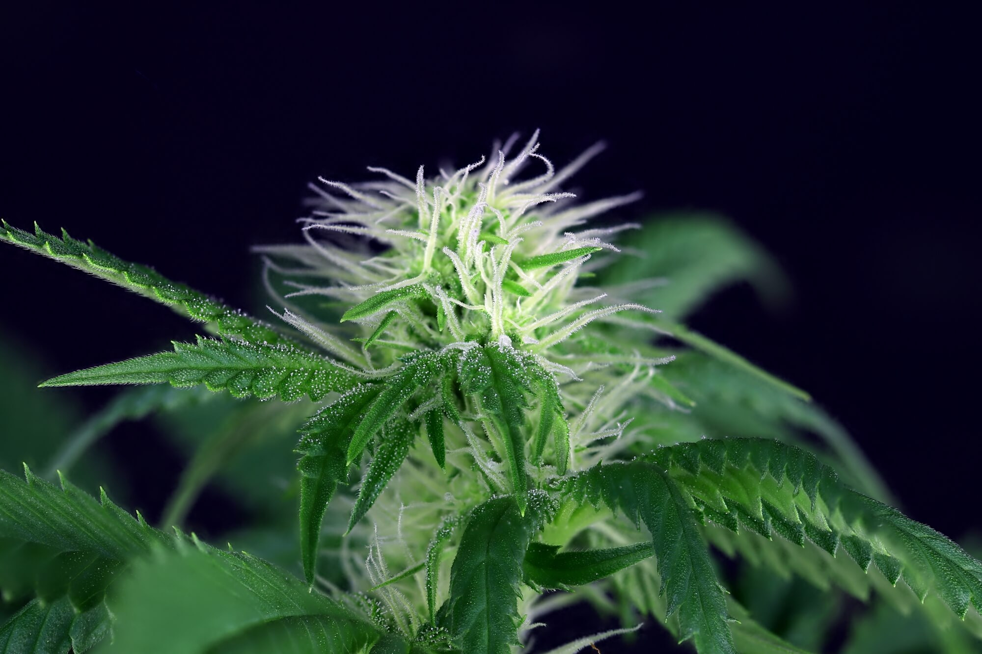 CBG #1 Feminised Seeds