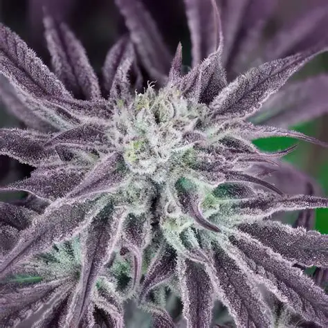 Peyote Gorilla Feminised Seeds