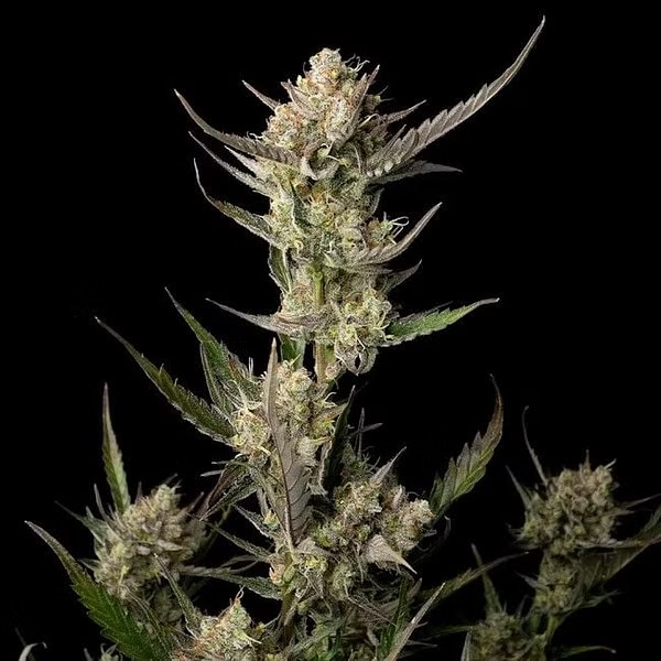 OG Kush