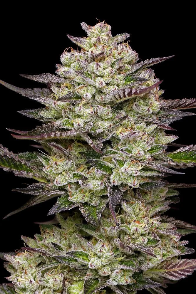 Puff Pastry Feminized Cannabis Seeds
