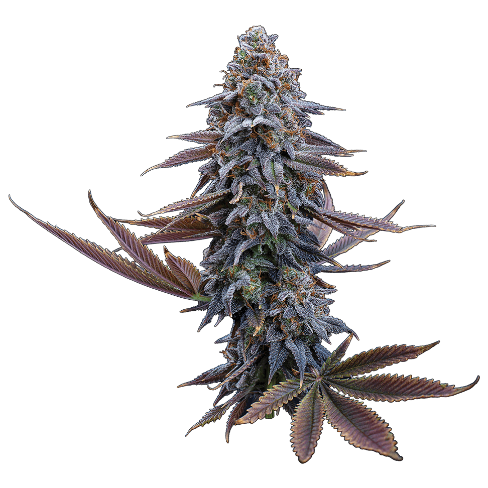 G13 Genius