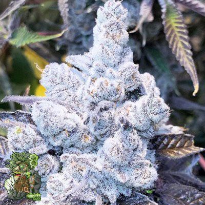 Cakes N Cream