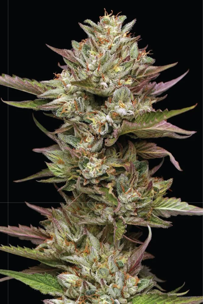 Moon Fog Feminized