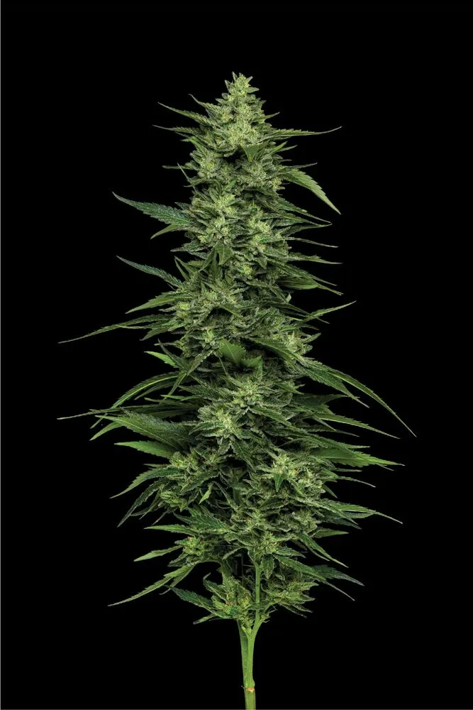 Limez Feminized