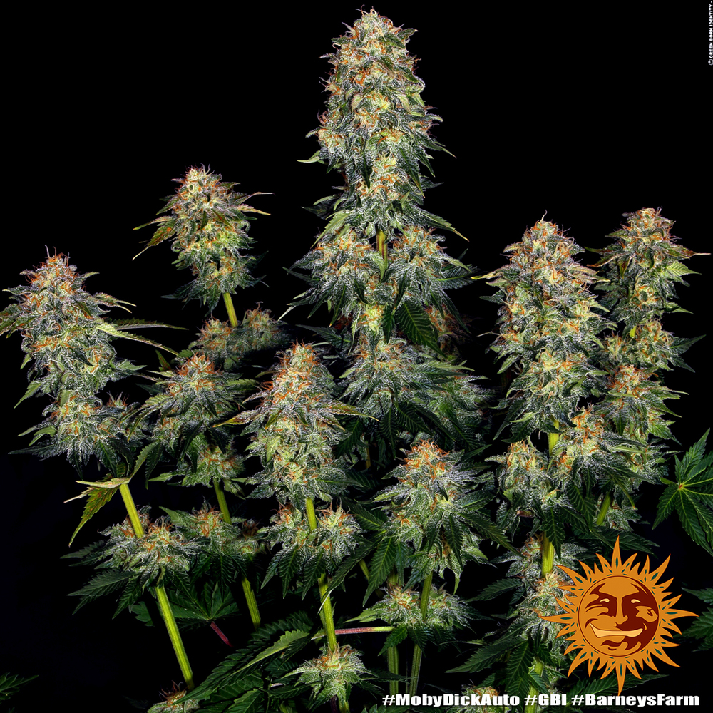 Moby Dick Auto