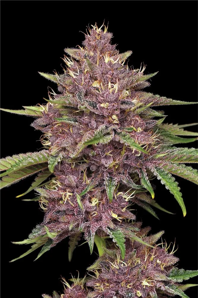 Purpz Feminized