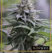 Zkittlez Auto Feminised