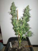 Original Afghani #1