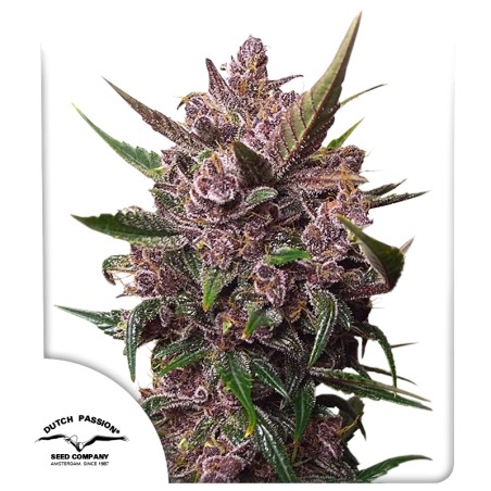 Auto Blackberry Kush®