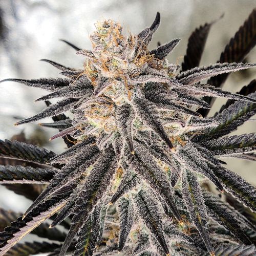 Platinum Gorilla