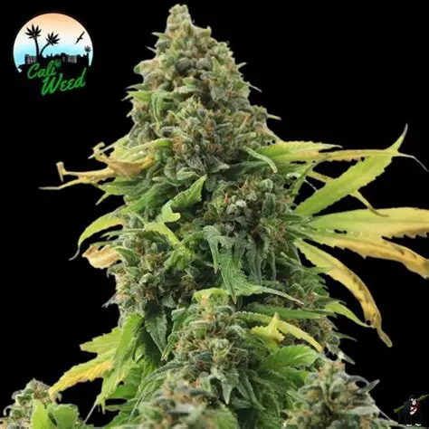 Girl Scout Cookies Auto