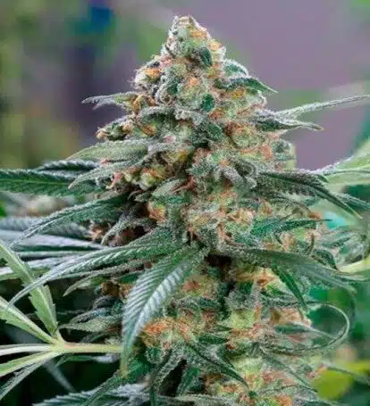 OG Los Angeles Kush Seeds