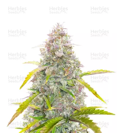 S.O.D.K Auto