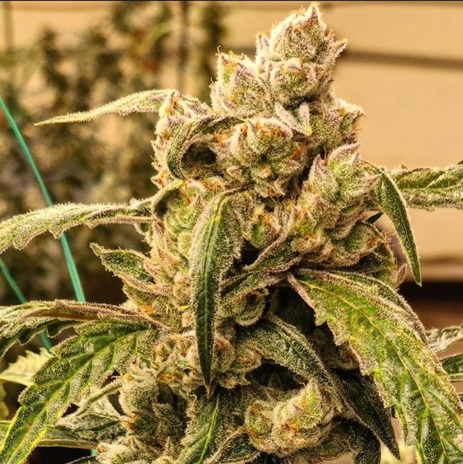 Banana Jealousy IBL Auto