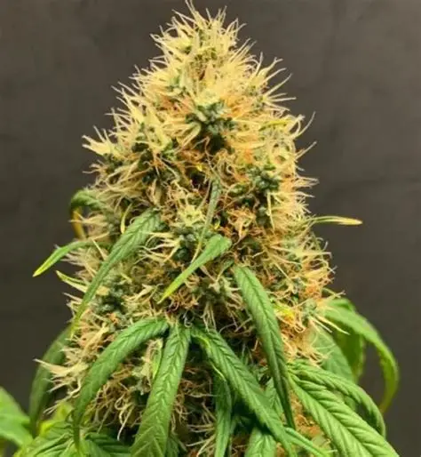 Mimosa Lemon Auto