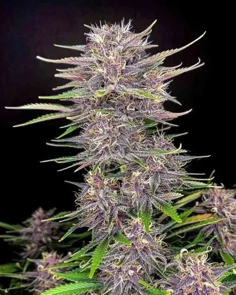 Banana Purple Punch Autoflower