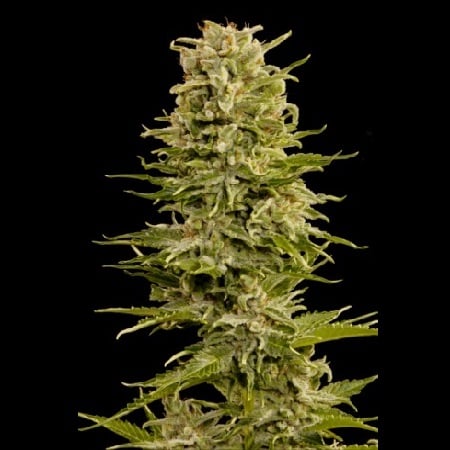 Auto AK Feminized