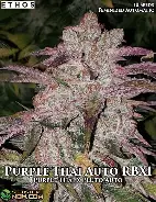 Purple Thai RBX1 Auto Feminized Seeds
