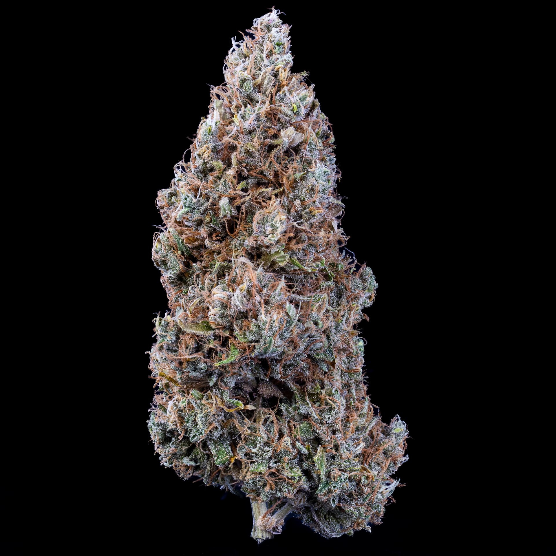 Bubbasquanch Autoflower