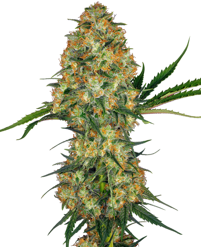 Hindu Kush Regular
