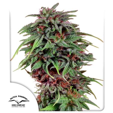 Durban Poison