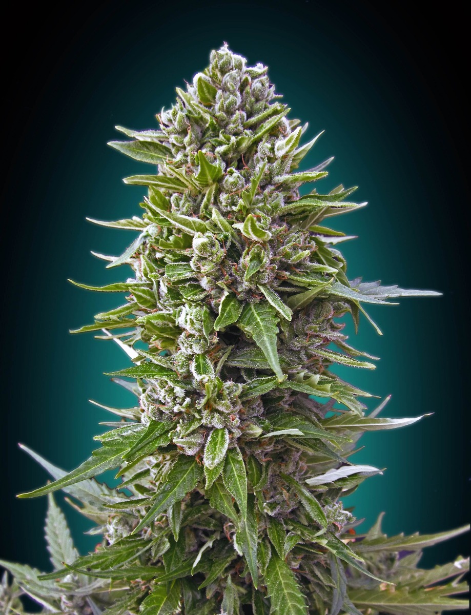 Northern Light Auto