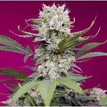 Sweet Mandarine Z XL Auto®