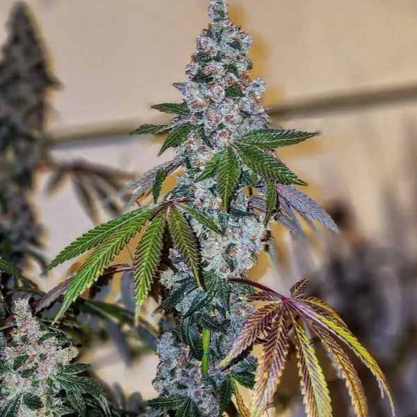 Cherry Pie OG S1