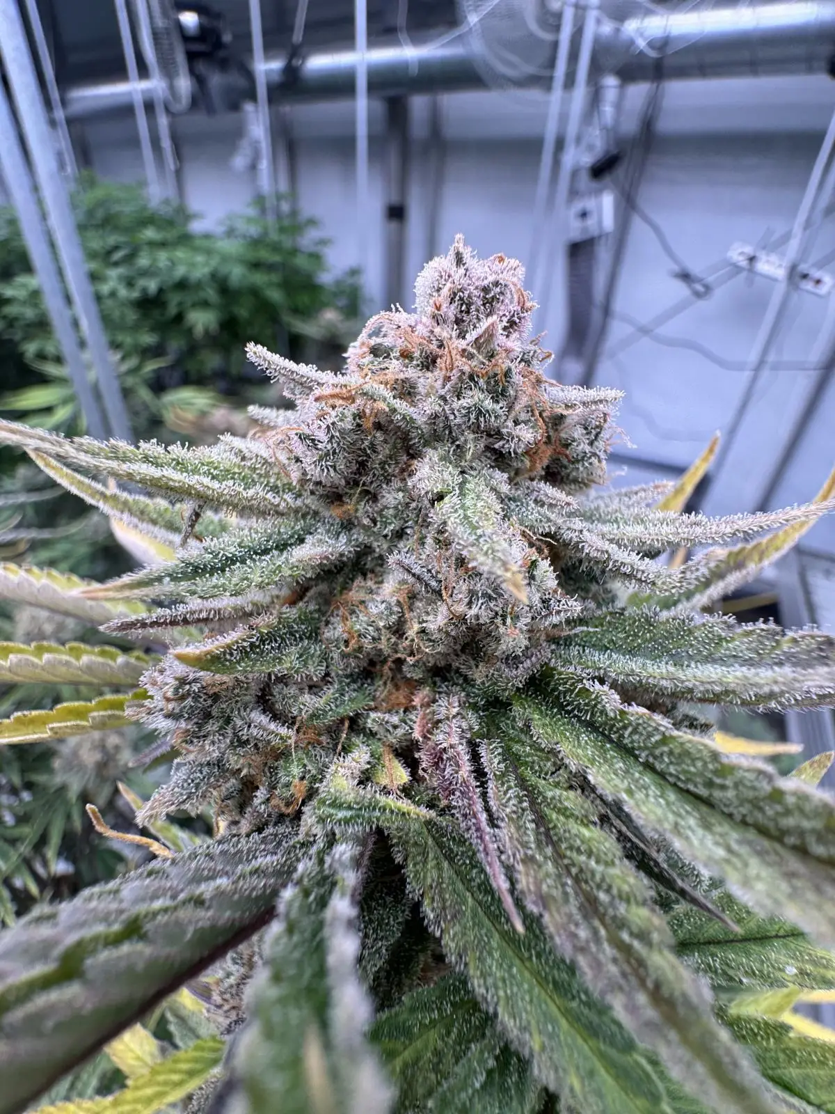 Cherry Cola RF3 Auto