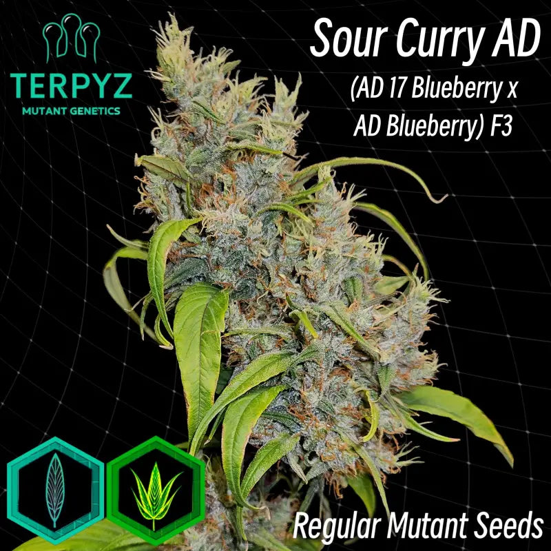 Sour Curry AD© Regular