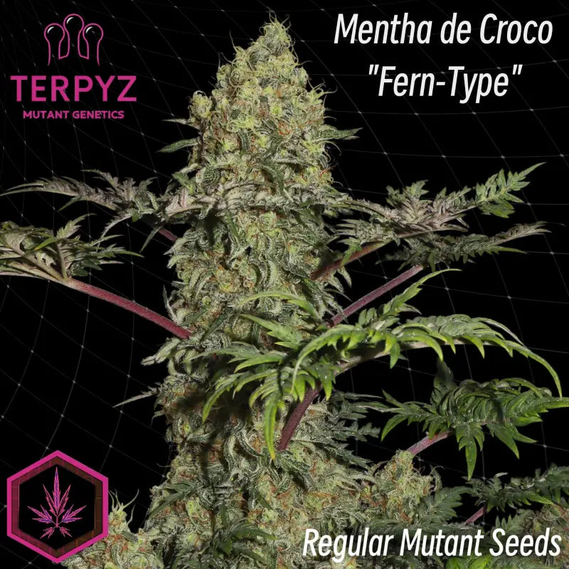 Mentha de Croco "Fern-type"