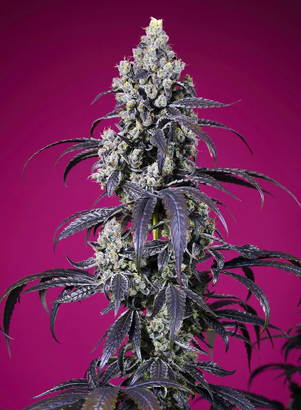 Tropicanna Cherry XL Auto