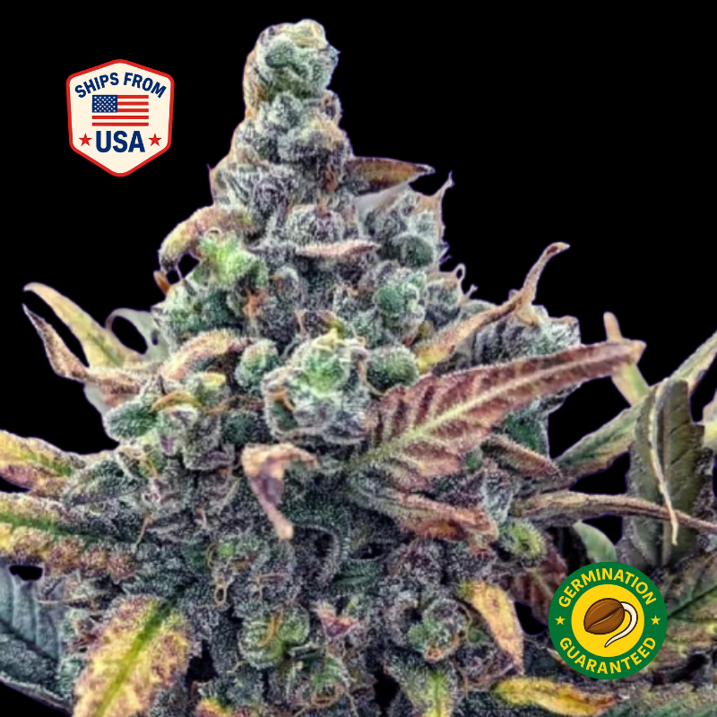 Blue Dream Feminized Seeds