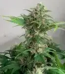 Quackberry Rose Regular Seeds