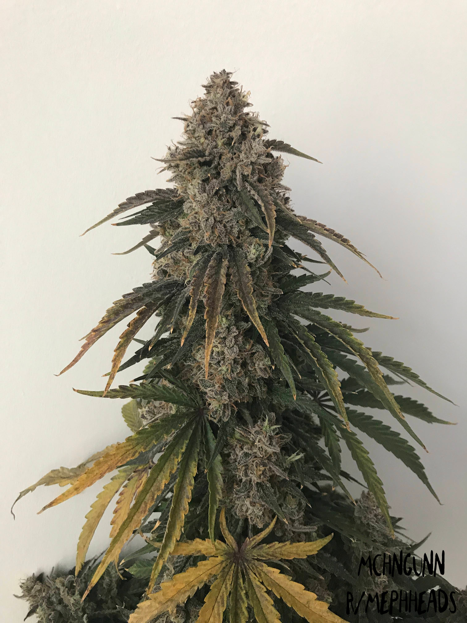 Beary White Autoflower