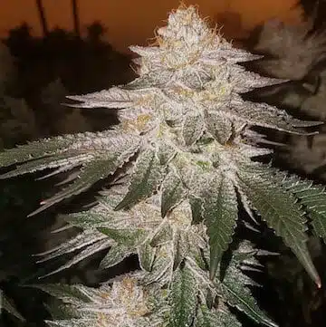 Pina Auto RBX2