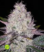 Lemon Berry Candy OG R2