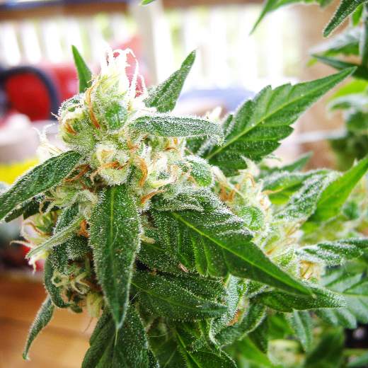 AK 48 Auto Feminised