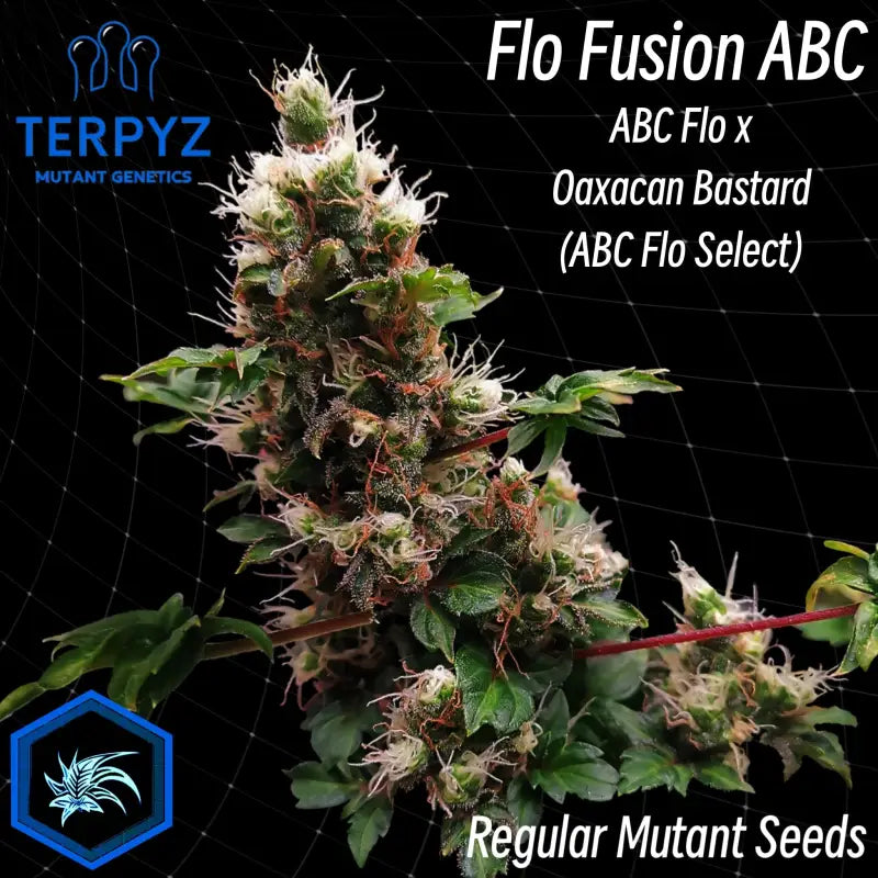 Flo Fusion ABC© Regular Mutant Seeds