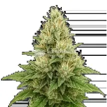 Super Boof XL Auto