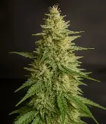 Inzane Auto Feminised