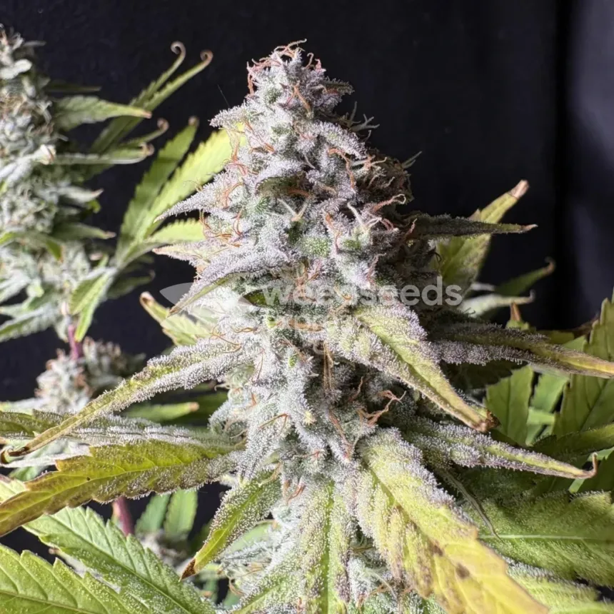 Blackberry Auto Feminised