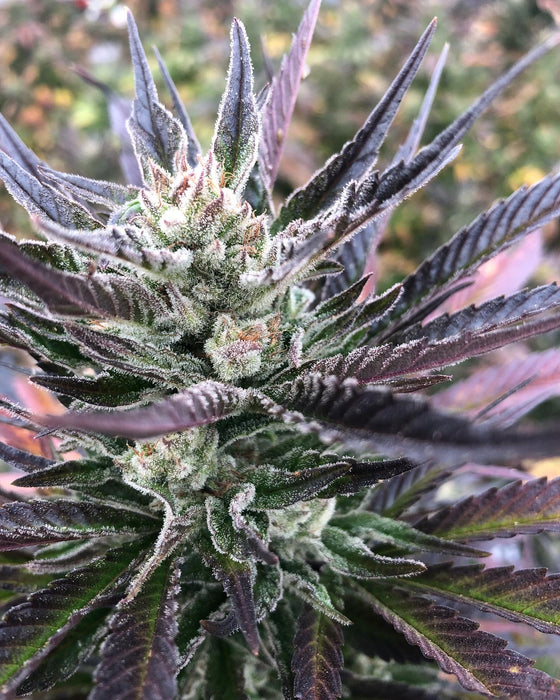 Sweet N' Sour Feminized