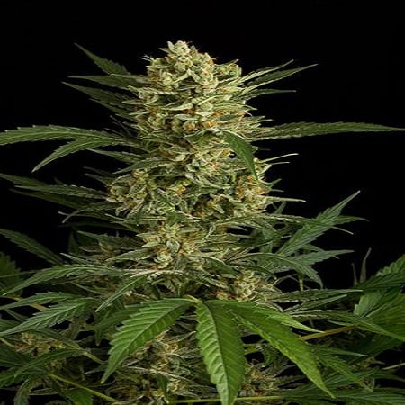 Auto Amnesia Feminized