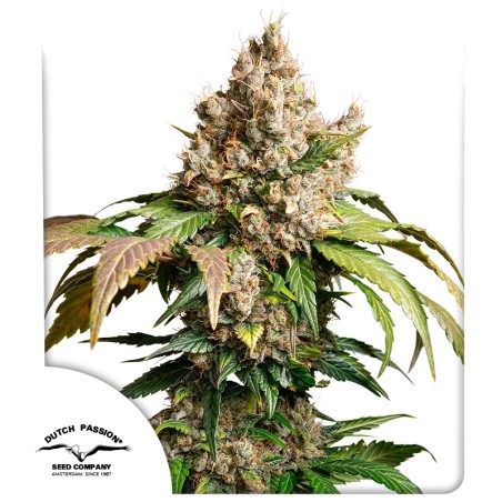 Auto Red Tropicana Cookies