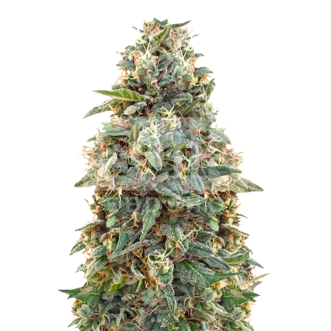 Amnesia FV Feminized Seeds